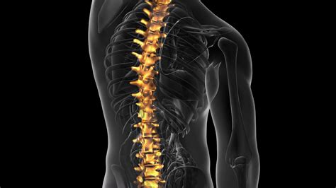 backbone backache science anatomy scan  human spine bones glowing  yellow motion