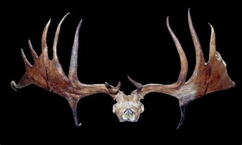 giant deer skull  antlers megaloceros giganteus nottingham museums