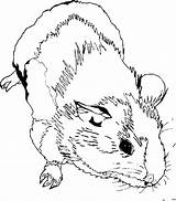 Meerschweinchen Ausmalbild Ausmalen Malvorlagen Malvorlage Kostenlos Ausdrucken Besuchen Mytie Guinea Katzen sketch template