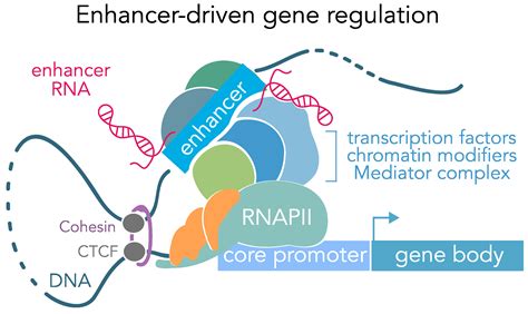 genes  full text genomic enhancers  brain health  disease