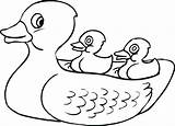 Duckling Ducky Daisy Colonies Getdrawings Clipartmag Getcolorings sketch template