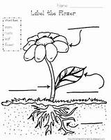 Photosynthesis Preschool Observation Assessment sketch template