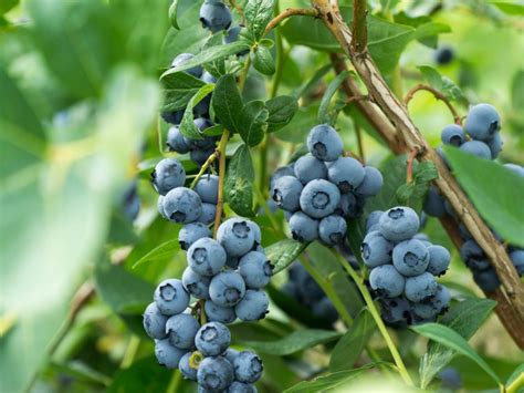 blueberry stem canker treatment   manage botryosphaeria stem canker  blueberries