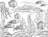 Coloring Fish Underwater Adult Book School Vector Illustration Realistic Coral Kids Reef Print Choose Board sketch template