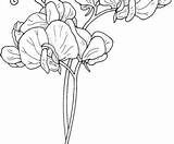 Pea Sweet Coloring Pages Flowers sketch template
