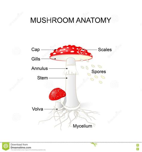 parts   mushroom amanita stuffed mushrooms parts   mushroom