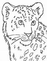 Leopard Coloring Pages Snow sketch template