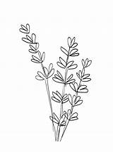 Lavender Drawing Flower Coloring Pages Simple Cartoon Drawings Color Getcolorings Getdrawings Colouring Plant Watercolor Paintingvalley Printable sketch template