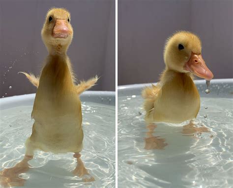 35 heart touching pictures of ducks to make a smile on