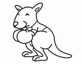 Kangaroo Coloring Boxing Baby Pages Coloringcrew Colorear Sports Getcolorings Other sketch template