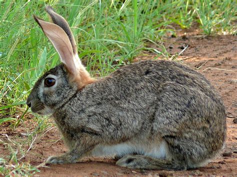 Riverine Rabbit Endangered Wildlife
