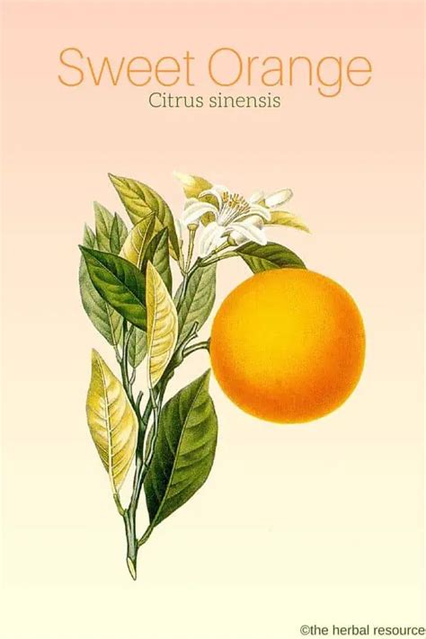 sweet orange benefits   side effects