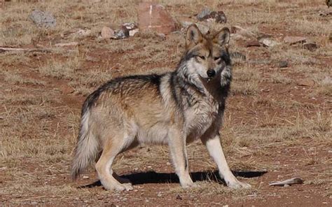 canis lupus  feds opt   extend special protection  mexican