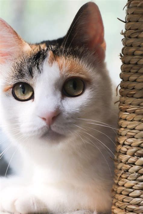 calico cat detail amazing pictures  interesting facts