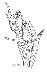 Tulips Tulip Digi Really Stamp Freebie Put Something Want Back Wildside Wild sketch template