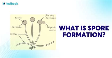 spore formation check definition  details