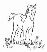 Foal Coloring Pages Horse Printable Getdrawings Printables sketch template