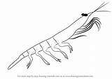 Krill Draw Antarctic Drawing Step Animals sketch template