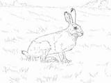 Coloring Jackrabbit Tailed Pages Rabbit Jack Drawing Getdrawings Hares Printable Categories sketch template