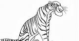 Coloring Shere Pages Khan sketch template