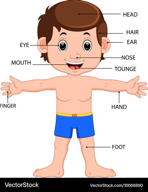 boy body parts diagram poster royalty  vector image