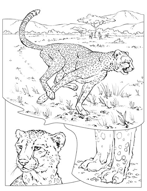 national geographic animal colouring pages clip art library