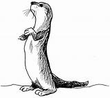 Loutre Coloriage Otter Animal Nutria Aquatique Animales Coloriages Animaux Dibujo sketch template