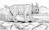 Lynx Lince Colouring Cats Bobcat Coloriages Album Canadian sketch template