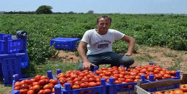 domates domates oezellikleri ve faydalari domatesgentr