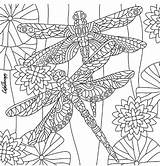 Dragonfly Insect Dragonflies Colouring Print Colortherapy Zentangles sketch template