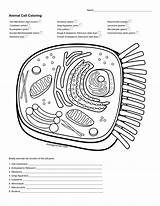 Endoplasmic Reticulum Studylib sketch template