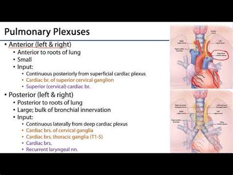 lungs  ventilation pathway lo pulmonary plexuses youtube