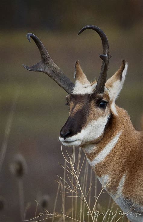 24 Best Images About Pronghorned Antelope On Pinterest