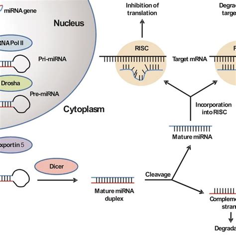 mirna gene  initially transcribed   primary mirna  scientific diagram