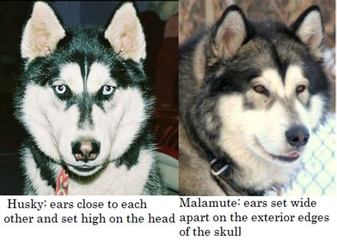 difference   siberian husky   alaskan malamute