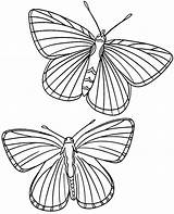 Coloring Butterflies Two Color Sheet Pages Insects Print Kids Topcoloringpages Realistic Bugs sketch template