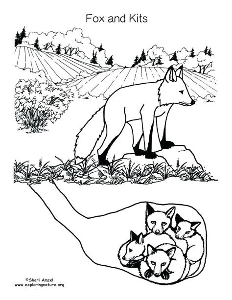 fox coloring pages  preschoolers  getcoloringscom