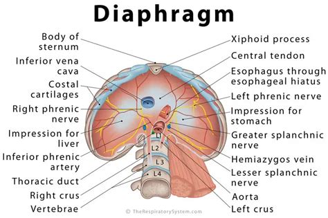 diaphragm definition