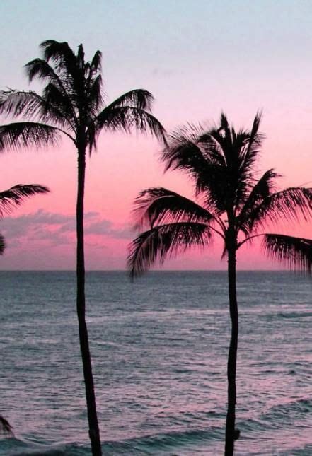 35 best ideas palm tree photography ocean california beach pink