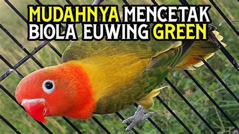 mencetak lovebird biola euwing green youtube