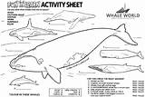 Humpback Whales Snail Jonah Designlooter Wale Lunch Lunches Schools Gianfreda sketch template