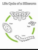 Worm Cycle Silk Draw Life sketch template