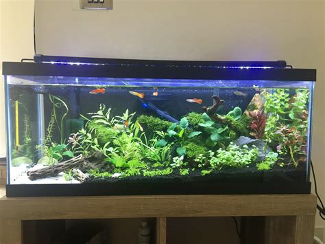 gallon long planted tank raquariums