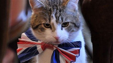 larry  downing street cat  unloved    bbc news