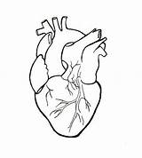 Heart Human Outline Drawing Template Sketch sketch template