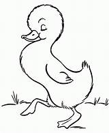 Duckling Coloring Pages Printable Popular sketch template