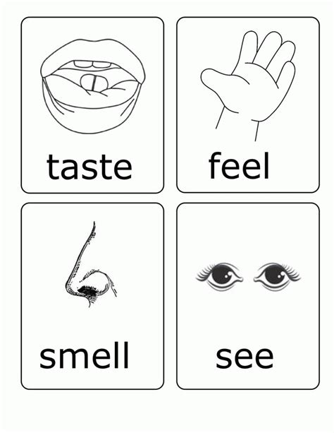 preschool  senses coloring page printable   senses  coloring