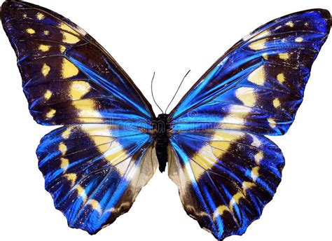 blue butterfly royalty  stock photography image  beautiful butterfly images