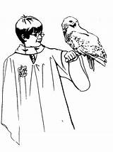 Potter Harry Coloring Hedwig Owl Pages Color Her Clipart Print Netart Library Popular Template sketch template