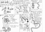 Coloring Biomolecules Nucleic Sheet Acid sketch template